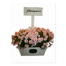 Box of daisies post cards