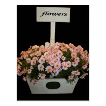 Box of daisies post cards