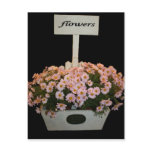 Box of daisies post cards