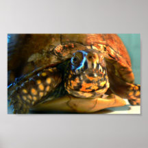 Box Tortoise Posters
