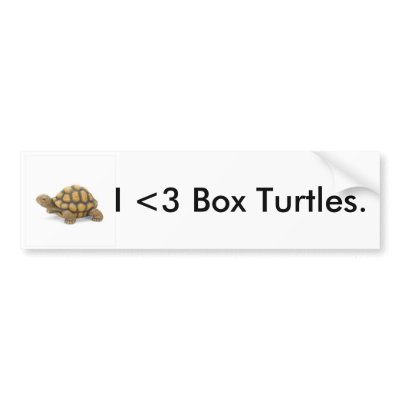 Box Turtle Bumper Sticker by not_alice_cullen