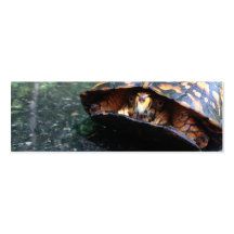Box Turtle Business Card Template