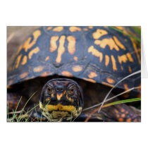Box Turtle Card