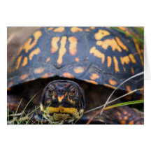Box Turtle Card