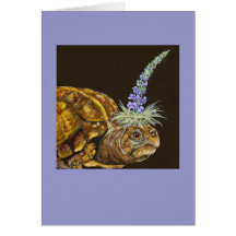 box turtle card