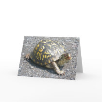 Box Turtle Note Card