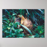 Box Turtle Pair posters