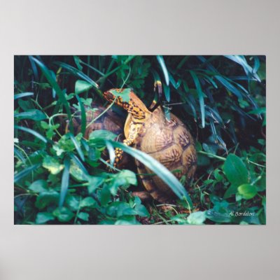 Box Turtle Pair Posters by naturegirl7