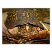 Box Turtle Photo Art