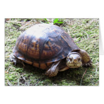 Box Turtle - ssy Path Card
