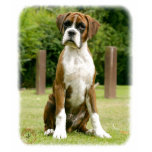 Boxer 9Y049D-046 t-shirts