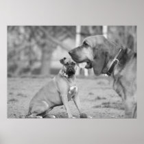 Boxer and bloodhound poster