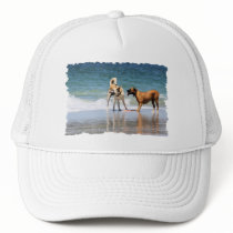 Boxer and Pal - Was that a Dolphin?