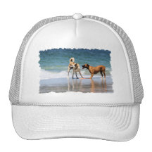 Boxer and Pal - Was that a Dolphin?
