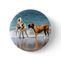 Boxer and Pal - Was that a Dolphin?