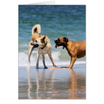Boxer and Pal - Was that a Dolphin?