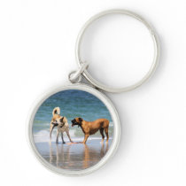 Boxer and Pal - Was that a Dolphin?