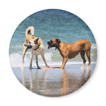 Boxer and Pal - Was that a Dolphin?