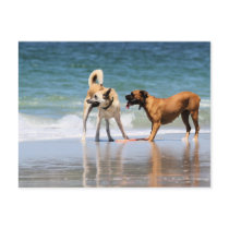 Boxer and Pal - Was that a Dolphin?