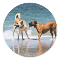 Boxer and Pal - Was that a Dolphin?