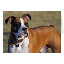 Boxer Card