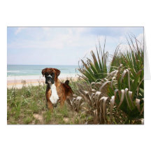 Boxer Card Hiding In The Beachgrass