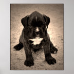 Boxer Cute Little Puppy Poster