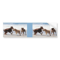 Boxer Doberman - Play Date at the Beach