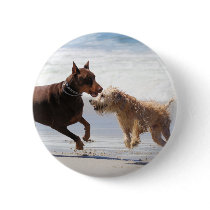 Boxer Doberman - Play Date at the Beach