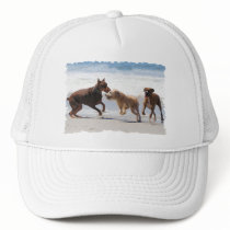 Boxer Doberman - Play Date at the Beach