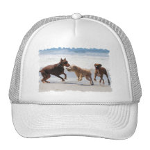 Boxer Doberman - Play Date at the Beach Hat