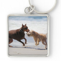 Boxer Doberman - Play Date at the Beach
