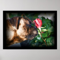 Boxer dog and Red Rose poster