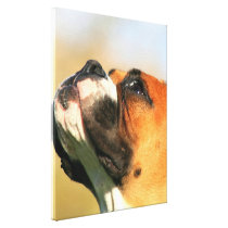 boxer dog canvas print