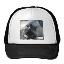 Boxer  dog head study hat