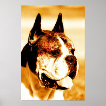Boxer Dog Portrait canvas print