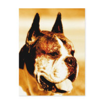 Boxer Dog Portrait postcard