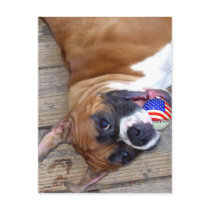 Boxer Dog postcard