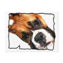 Boxer dog postcard