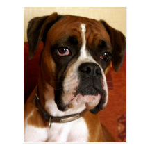 Boxer Dog Postcards