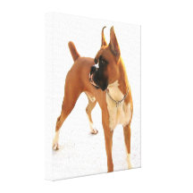 boxer dog stretched canvas print