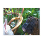 Boxer dogs and bubbles postcard