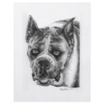 Boxer Drawing flyers