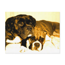 Boxer friends postcard
