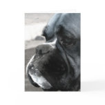 Boxer greeting card