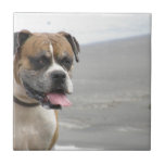 Boxer on Beach Tile