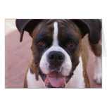 Boxer Pup Greeting Card