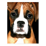 Boxer pup postcard