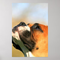 Boxer pup poster