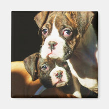 Boxer puppies magnet